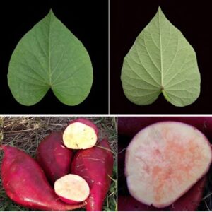 Batata arapey x 500 grs.