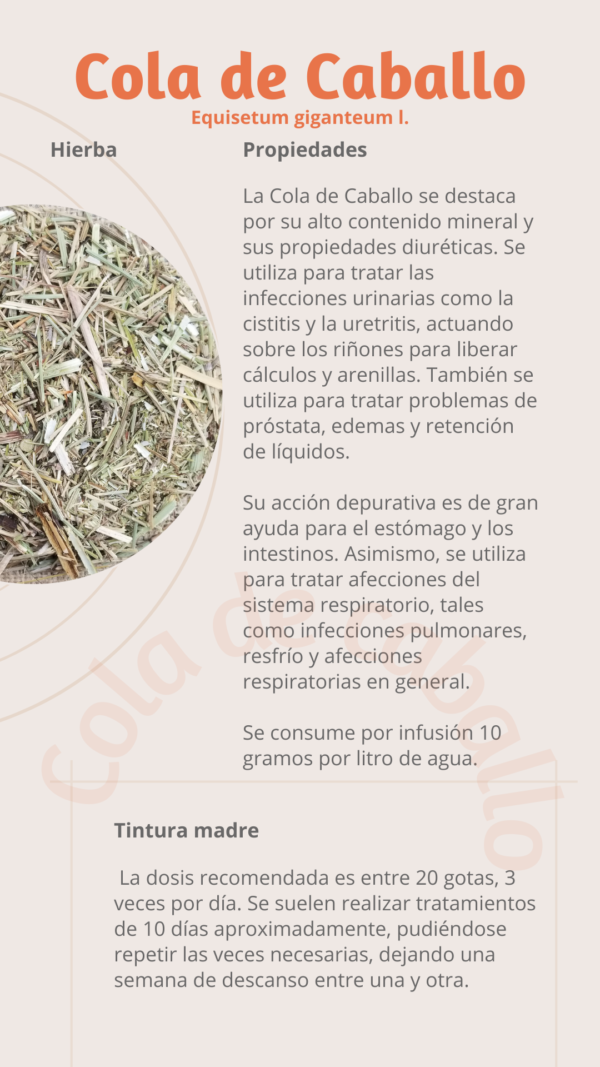 Cola de Caballo (caja grande)