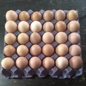 Huevos de gallinas caminadoras x MAPLE "Iriarte Verde"