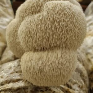 Melena de leon x 100 grs.