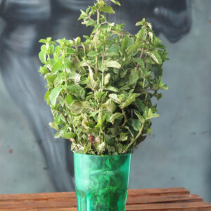 Menta fresca x 1 atado