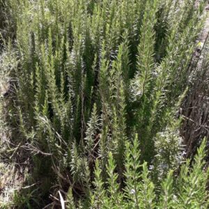 Romero fresco x 1 atado