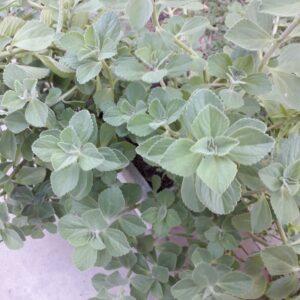 Oregano cubano fresco x 1 atado